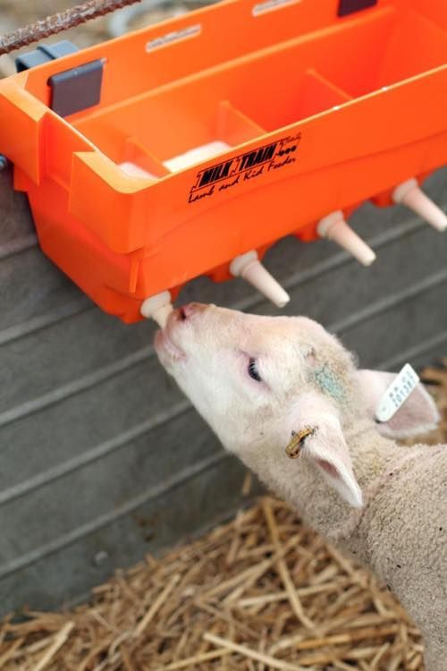 A baby sheep drinking milk from an orange container