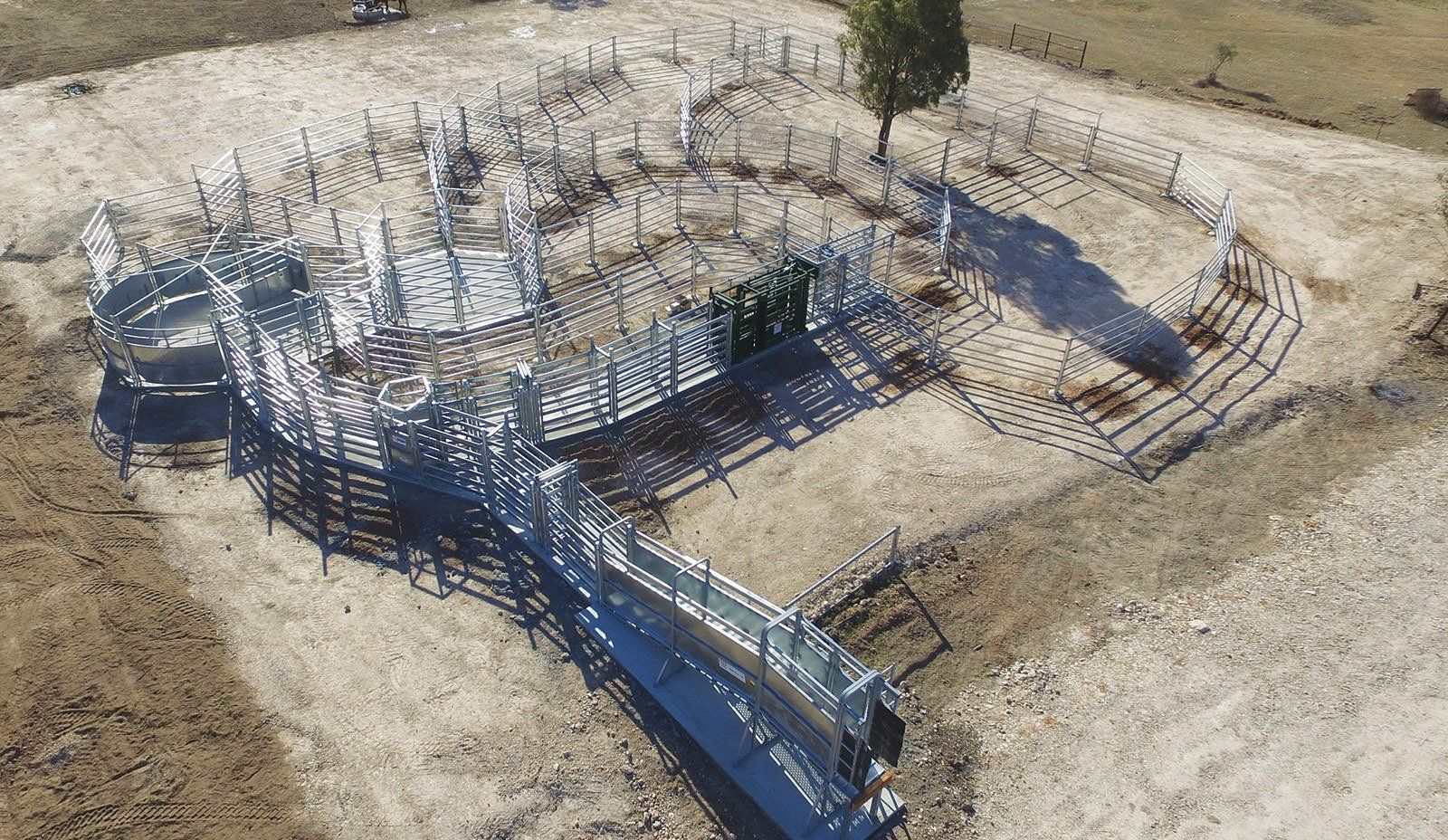 A black and white cow standing in a grassy field