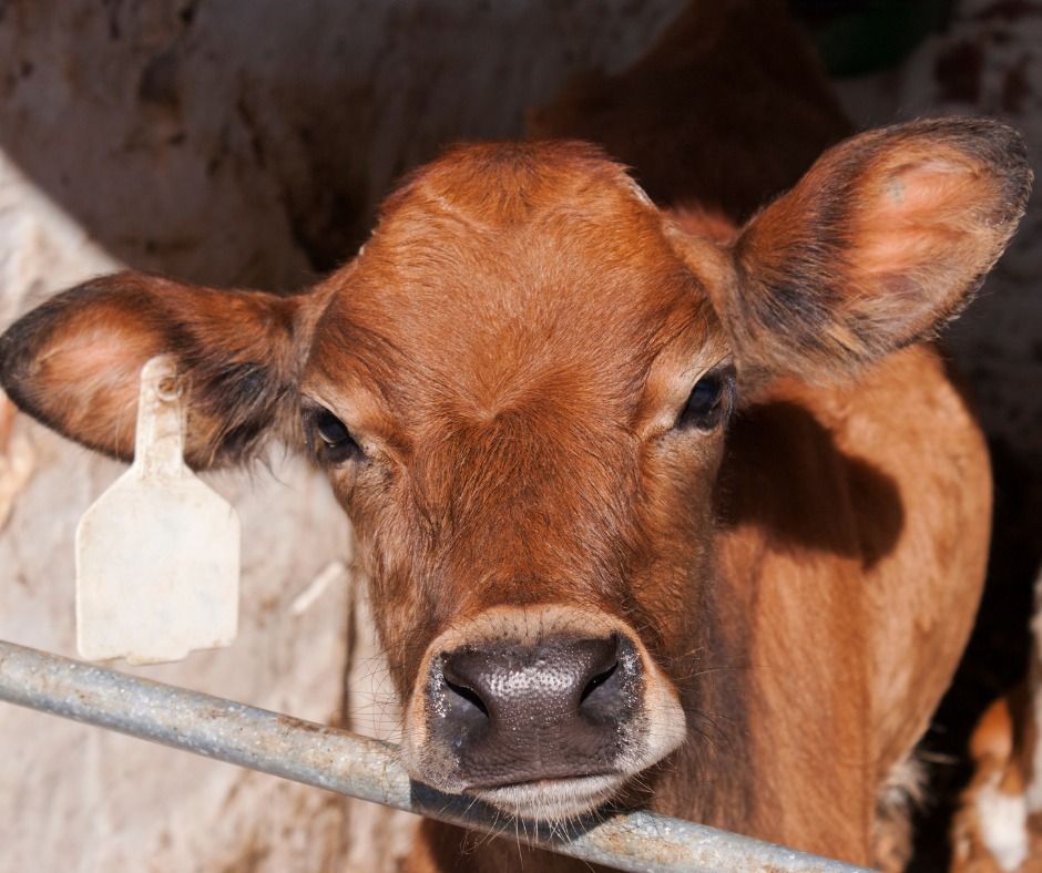 A brown cow with a tag on its ear looks at the camera