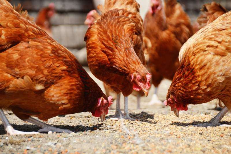A group of brown chickens are eating food from the ground.