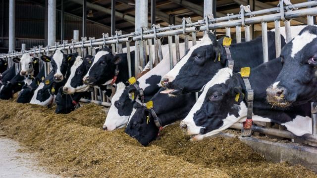 A herd of cows are eating hay in a barn.