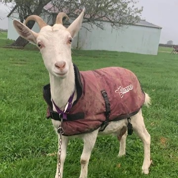A white goat wearing a red coat is standing in a grassy field.