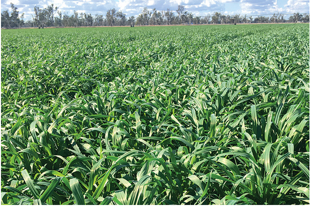 A large field of green grass with trees in the background.