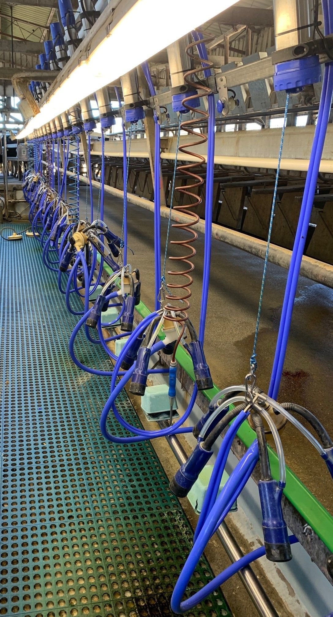 A cow is standing on a blue mat in a pen.