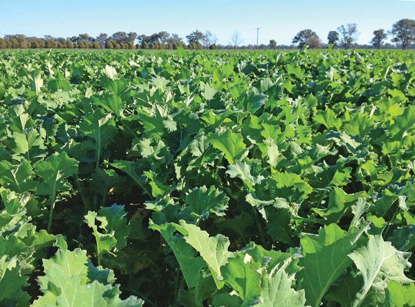 A store shelf filled with lots of orange and black items