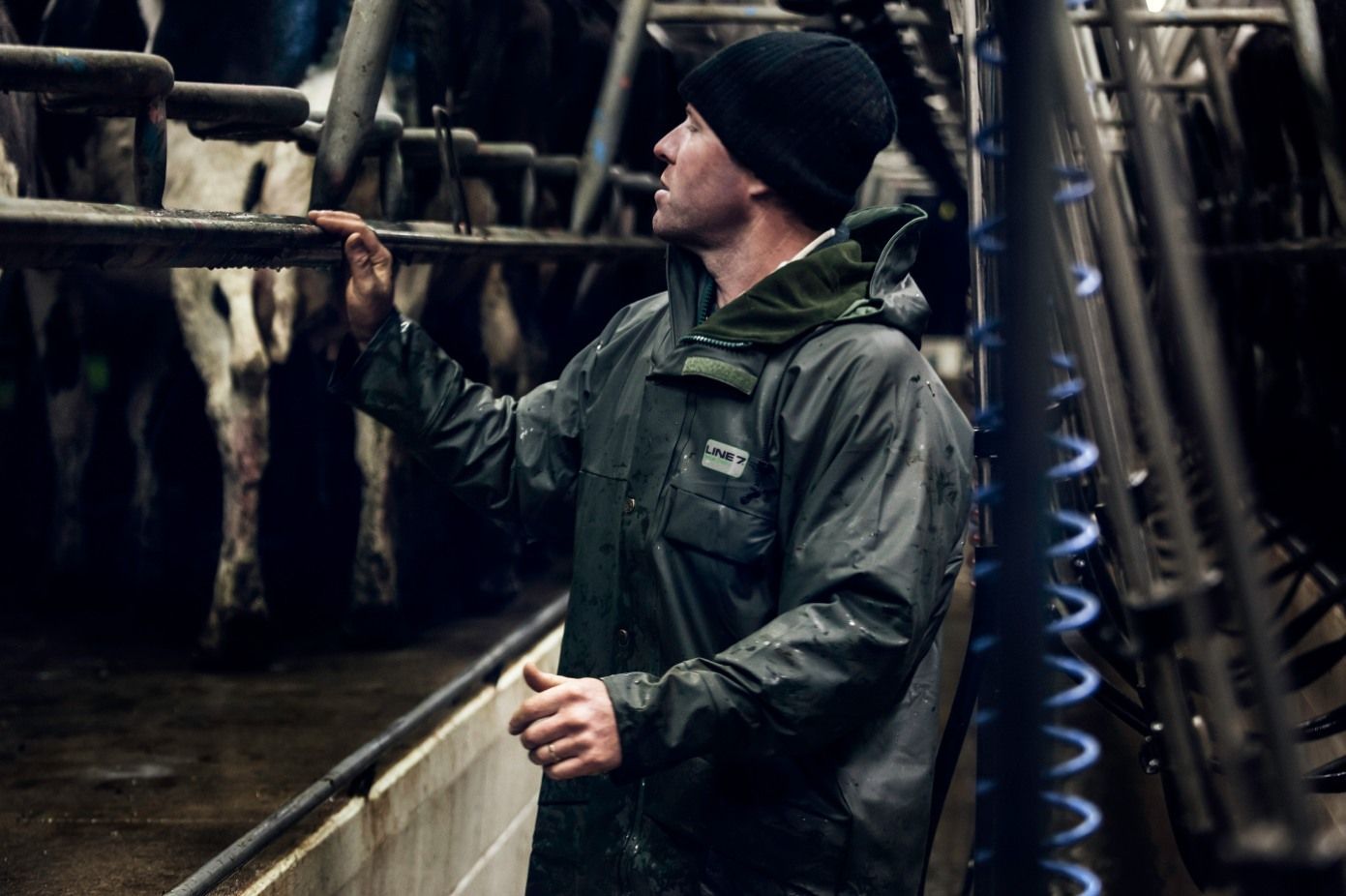 A man is standing in a milking parlor looking at a cow.