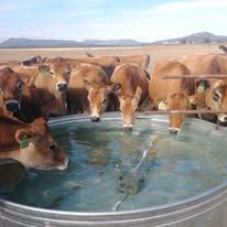 A herd of cows are drinking water from a metal trough.