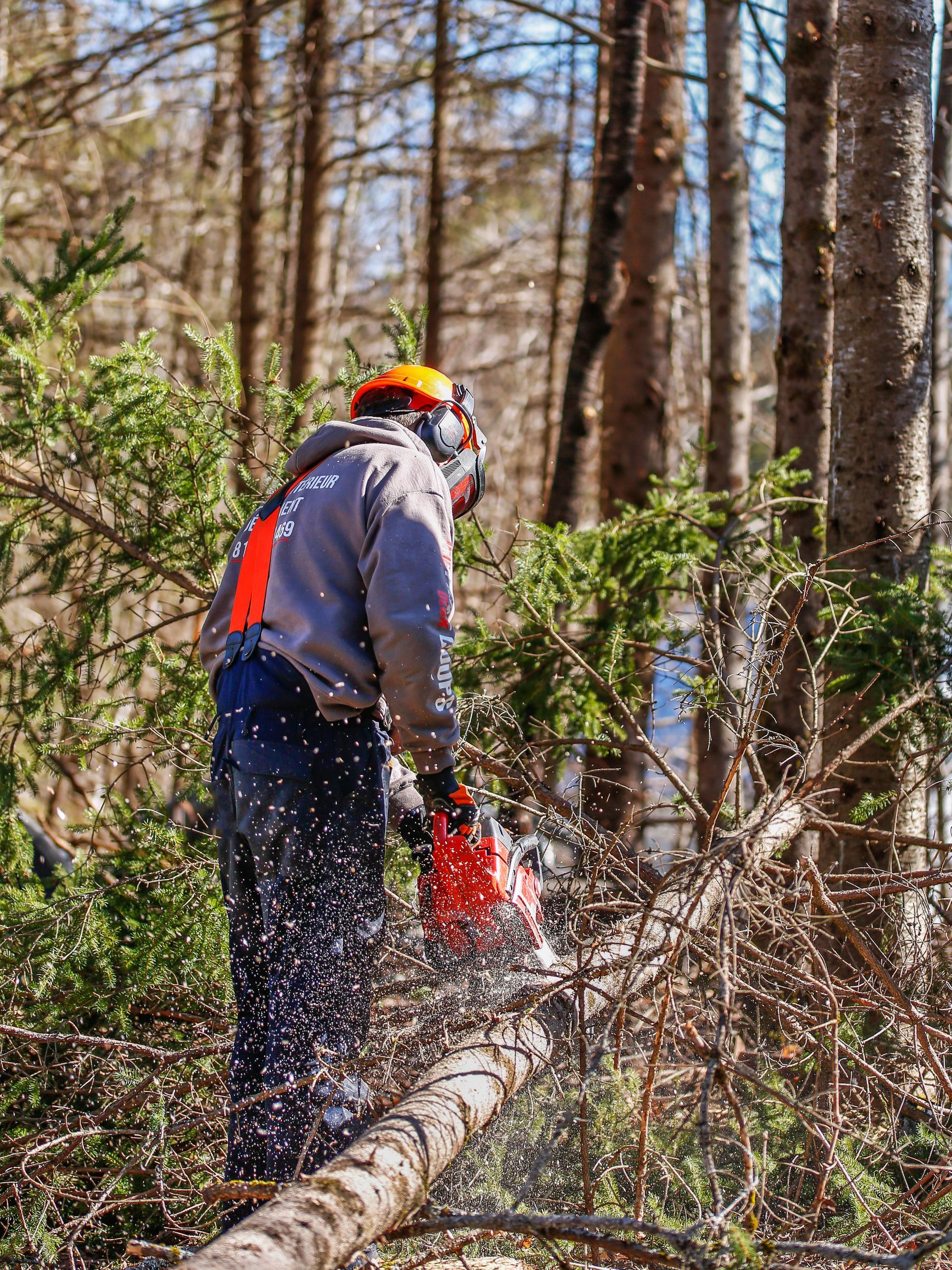 Un homme coupe un arbre avec une tronçonneuse dans les bois.
