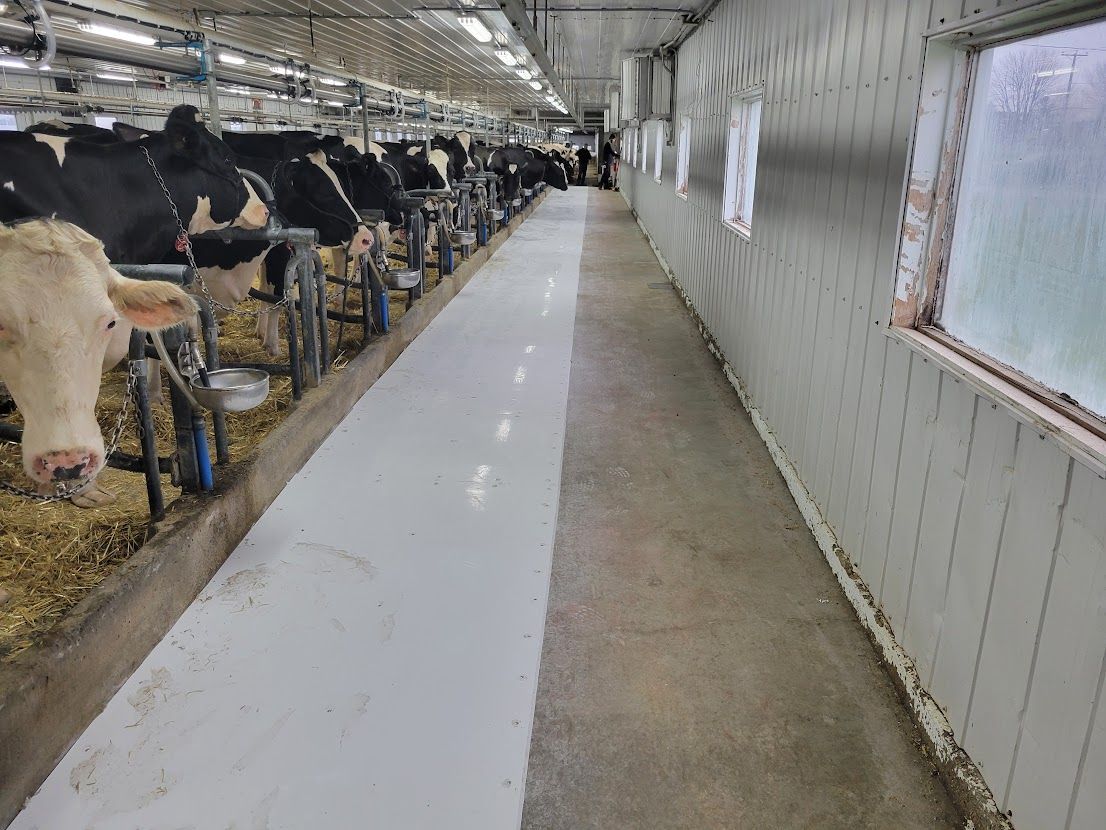 Vaches dans une étable, regardant vers l'objectif. Une allée peinte en blanc les longe, avec des fenêtres à droite.