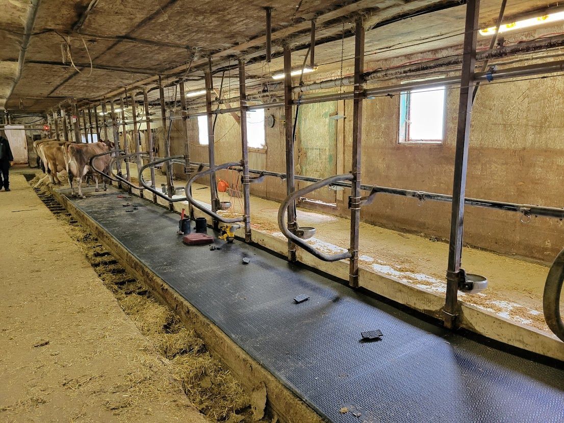 Étable à bétail avec stalles métalliques. Les vaches sont alignées, à côté d'une mangeoire.