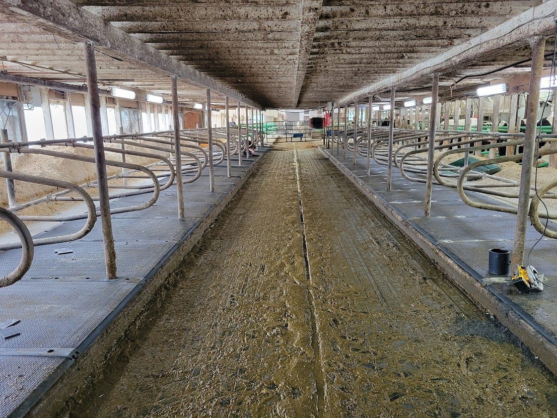 Vue intérieure d'une grange avec des stalles de chaque côté d'une longue allée couverte de fumier. Le plafond est bas.