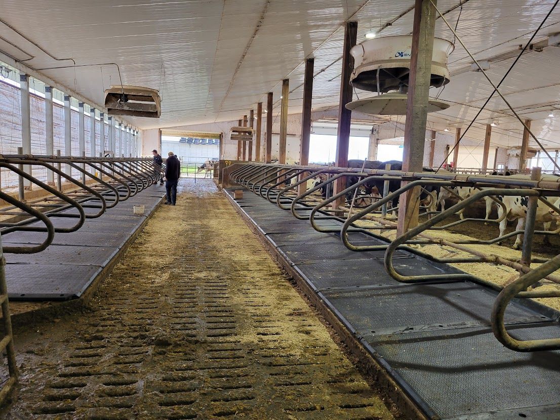 Vue intérieure d'une étable laitière avec des rangées de stalles, une personne marchant et des vaches visibles en arrière-plan.