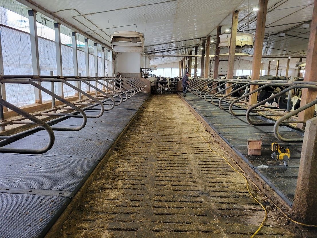 Intérieur d'une grange avec des rangées de stalles pour les vaches, une allée centrale et un éclairage zénithal.