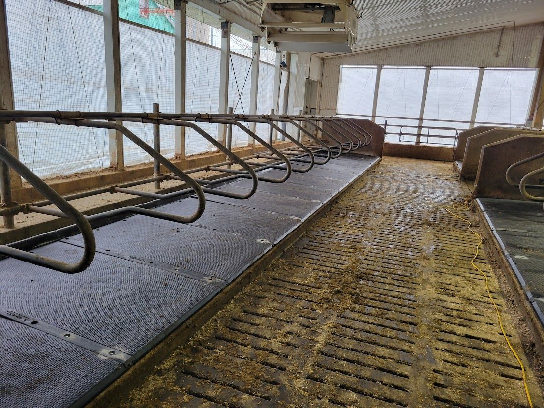 Intérieur d'une grange avec des stalles vides. Des tapis en caoutchouc noir recouvrent le sol, avec des barreaux pour séparer les animaux. La lumière du soleil filtre à travers les fenêtres.