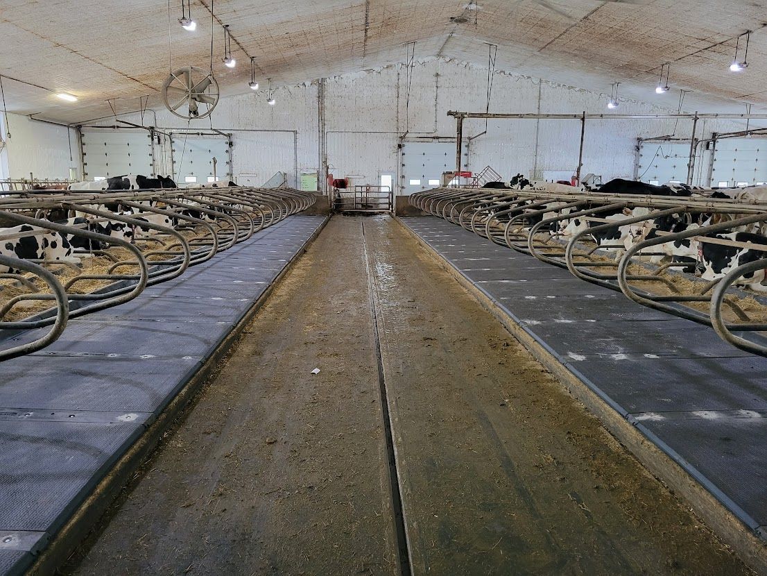 À l'intérieur d'une étable laitière, des rangées de vaches sont disposées dans des stalles. Une allée centrale mène aux portes, surmontées de luminaires visibles.