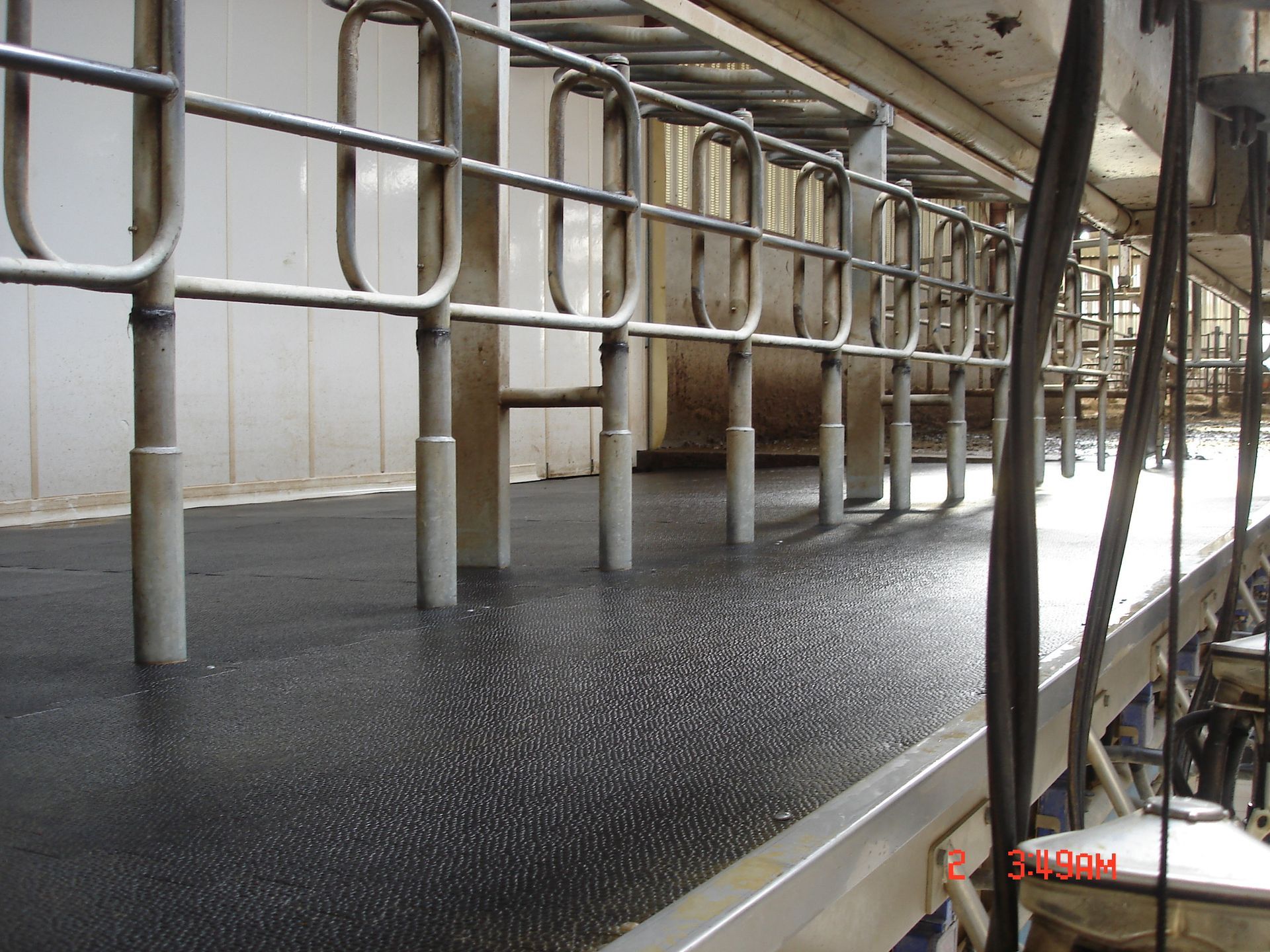 À l'intérieur d'une étable laitière, un tapis roulant avec des supports métalliques et une surface brillante et humide s'étend au loin.