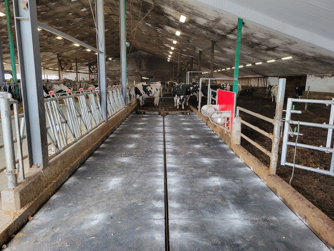 Des vaches dans une étable se tiennent près d'une allée recouverte de poudre blanche. Des zones clôturées et des poutres métalliques sont visibles.