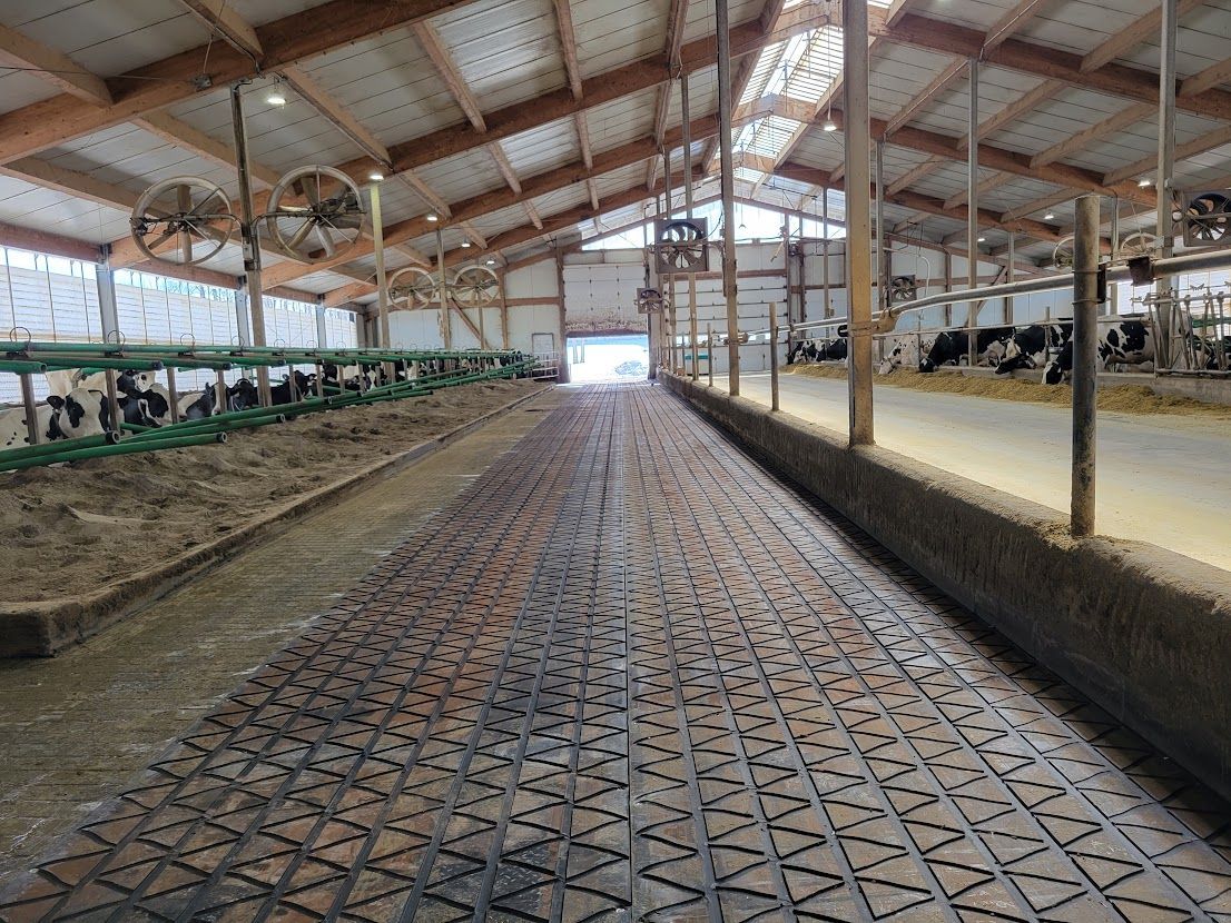 À l'intérieur d'une étable laitière, des rangées de vaches se tiennent de chaque côté d'un sol perforé et structuré. L'étable est dotée de poutres en bois et de côtés ouverts pour la ventilation.