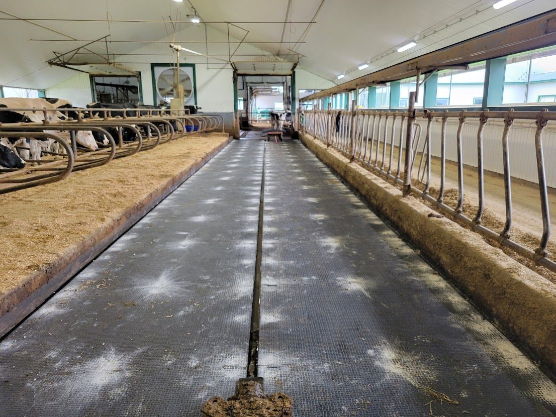 Intérieur d'une étable laitière. Vaches dans leurs stalles à gauche, longue allée centrale et clôture à droite.
