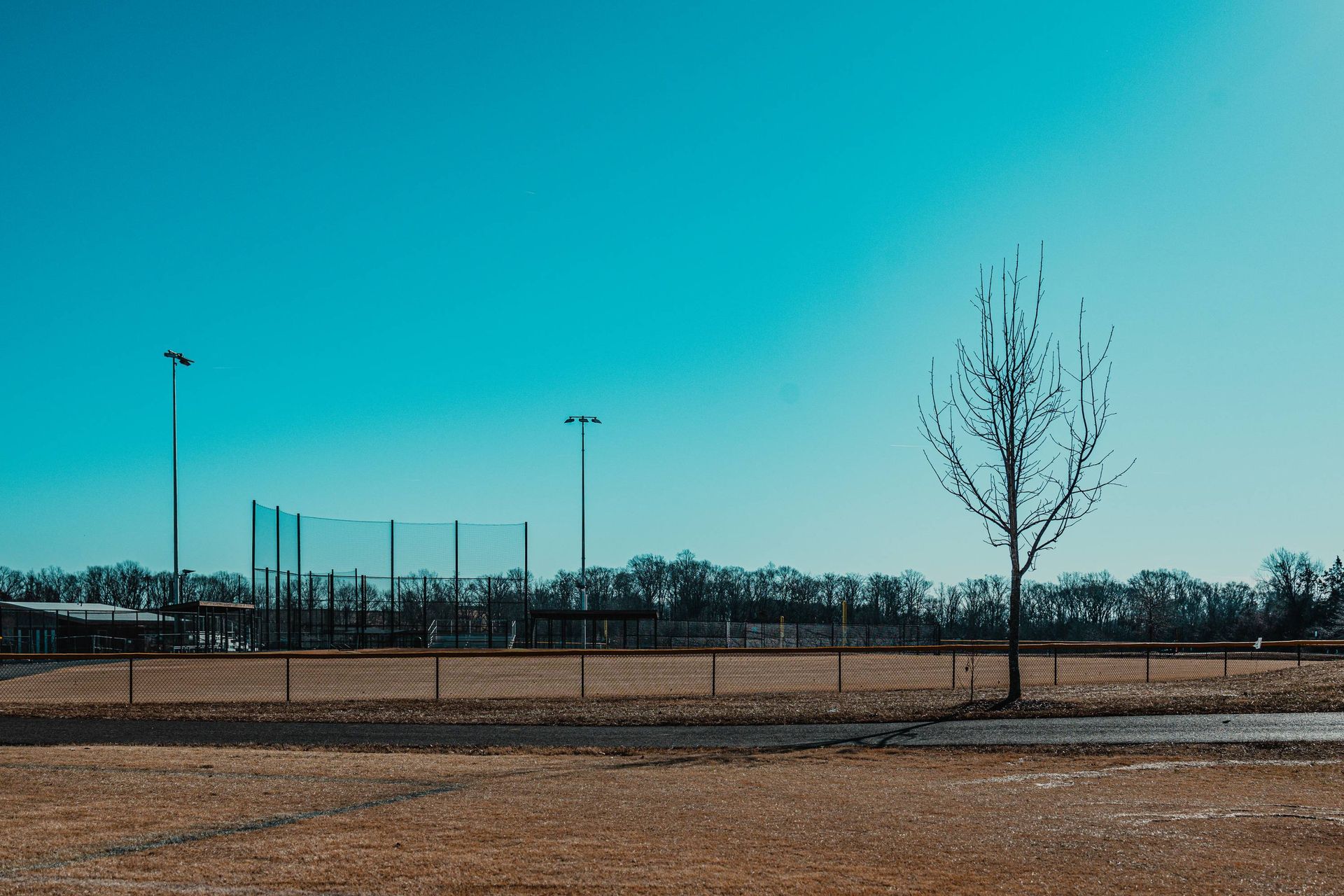 Baseball field under a bright blue sky with a lone bare tree in the foreground.