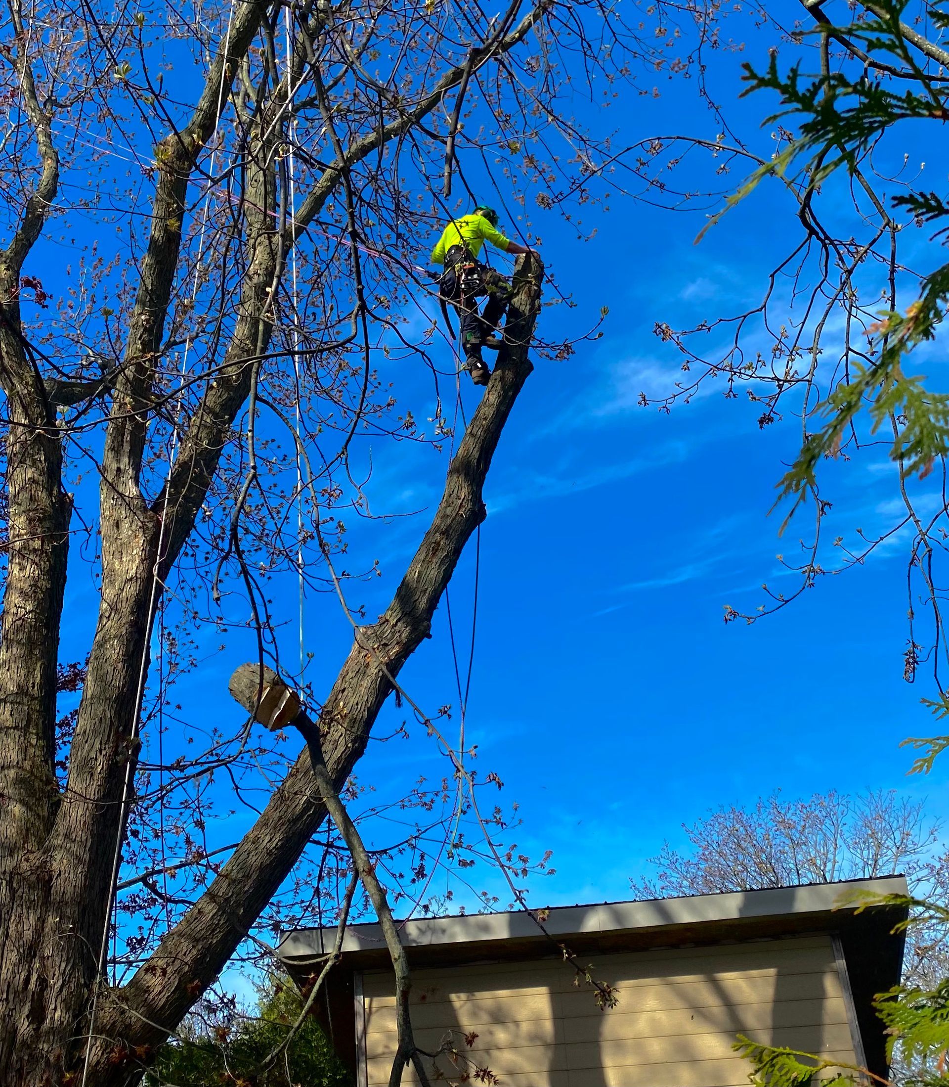 6 Signs Your Trees Might Need Professional Tree Service