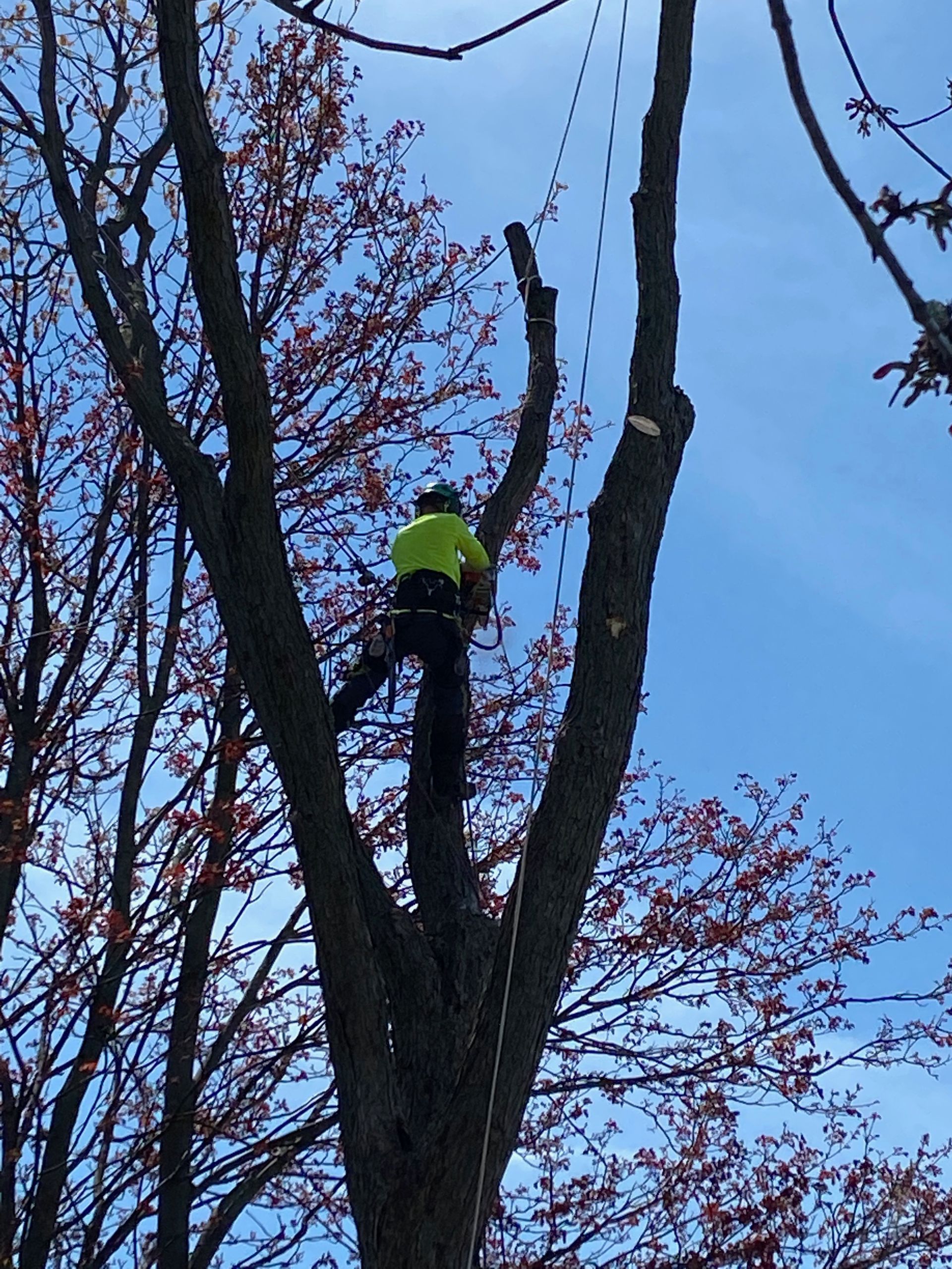 Tree Trimming Services With Arborcor