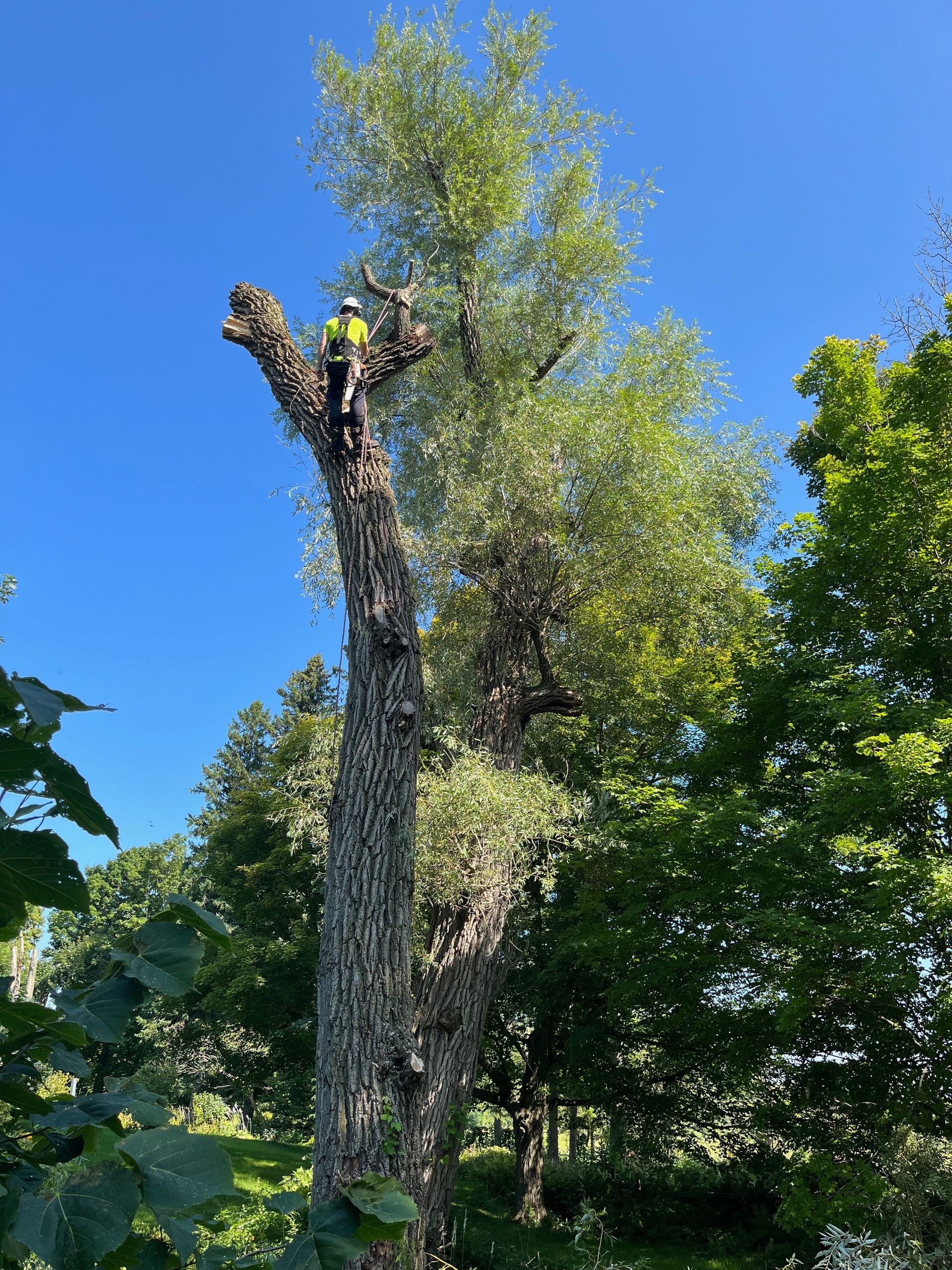 The importance of expert tree trimming and pruning