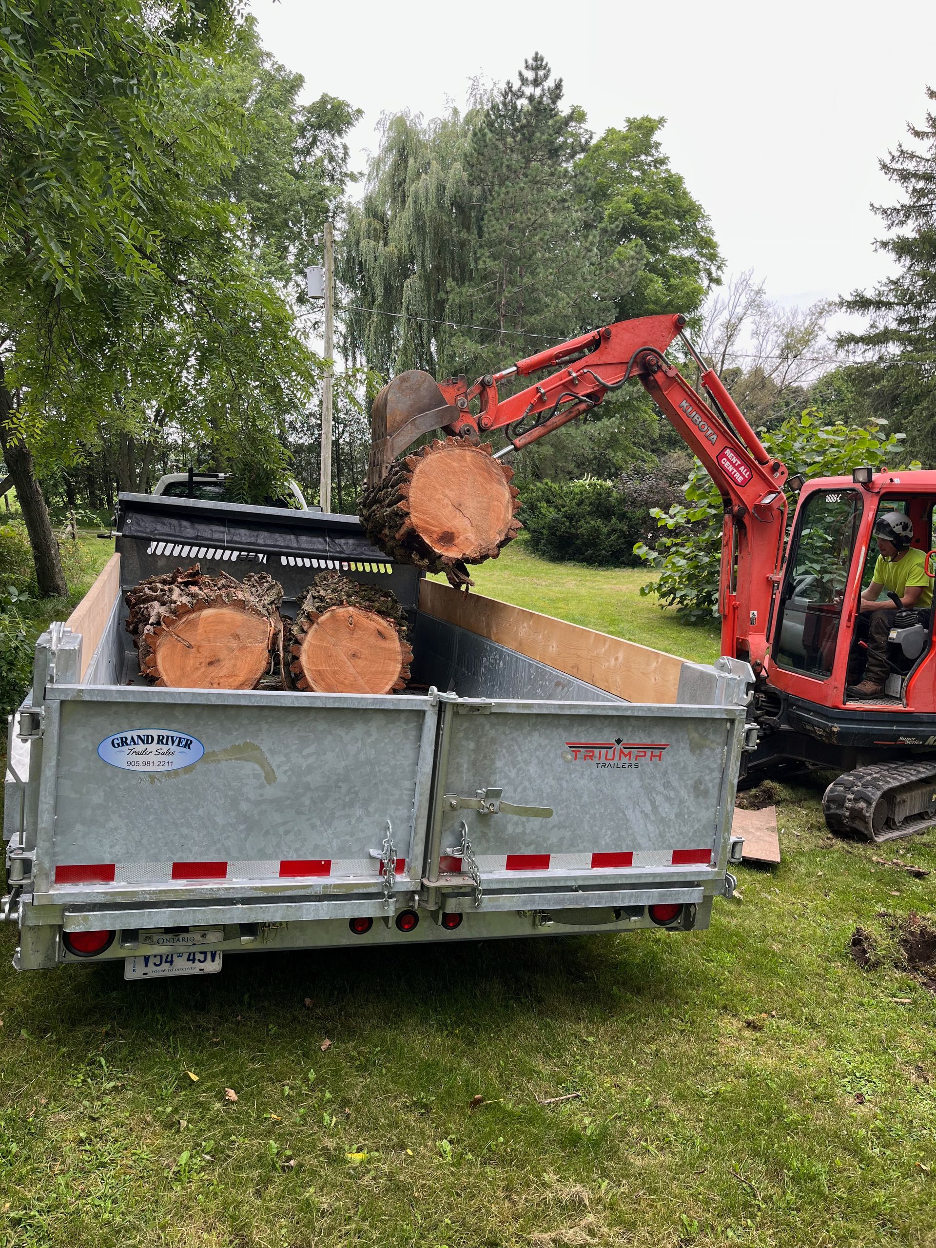 Tree removal by Arborcor