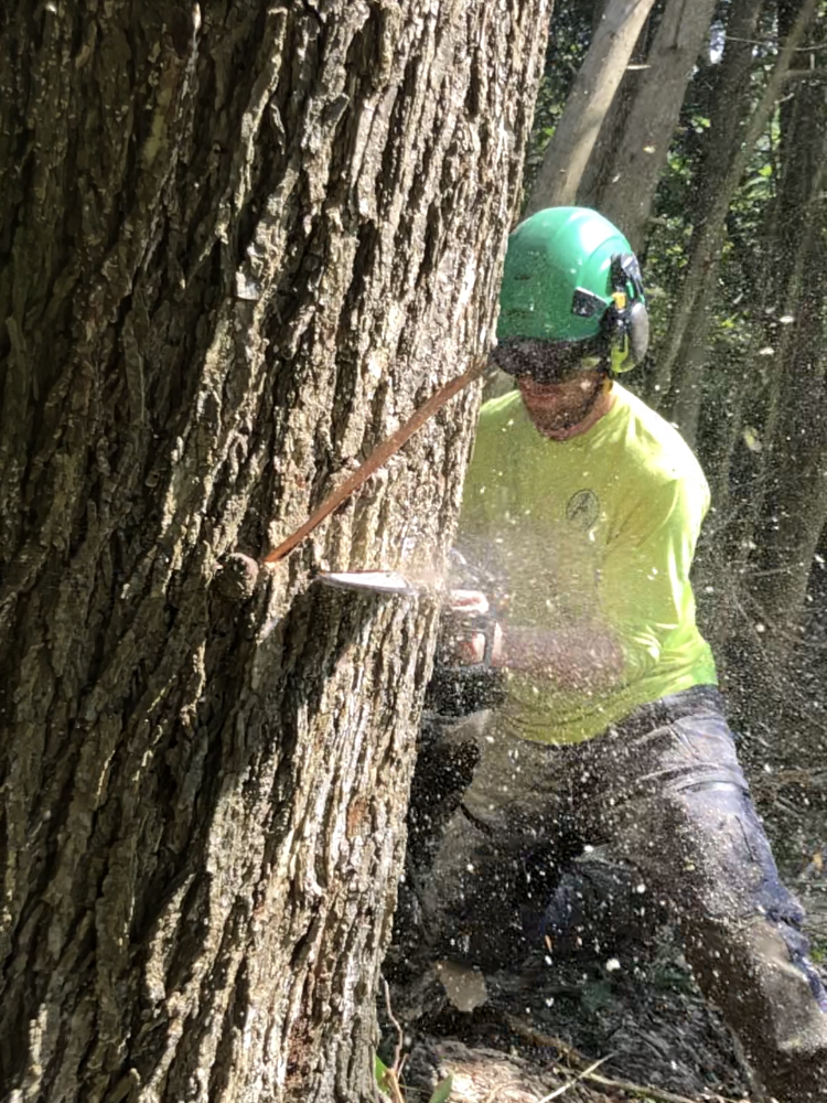 Arborcor cutting a tree