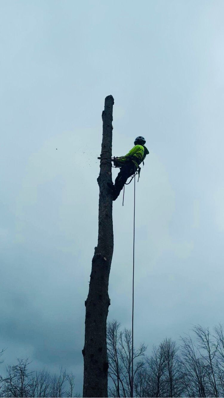 Tree removal Arborcor