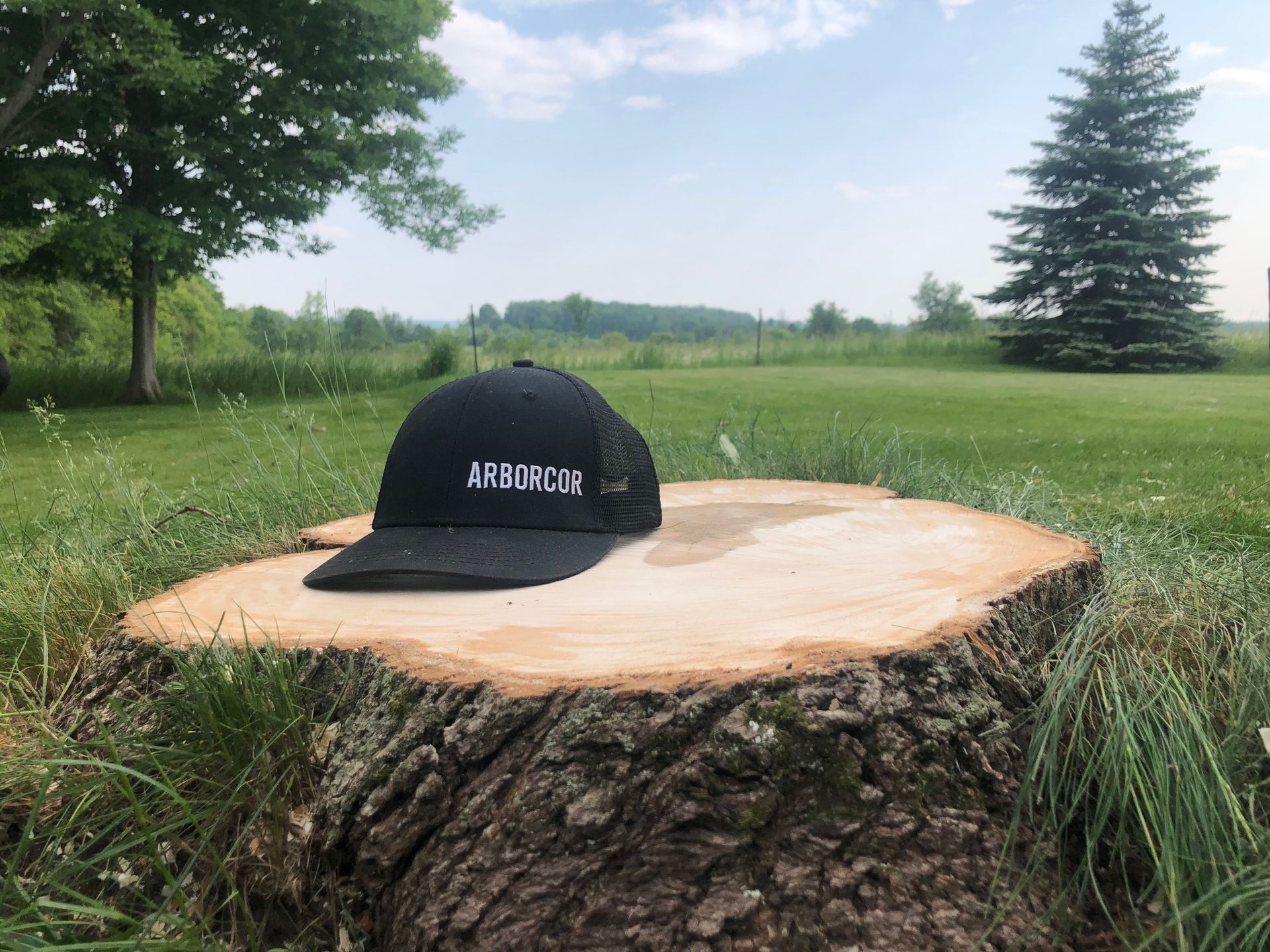 Stump from tree removal job by Arborcor