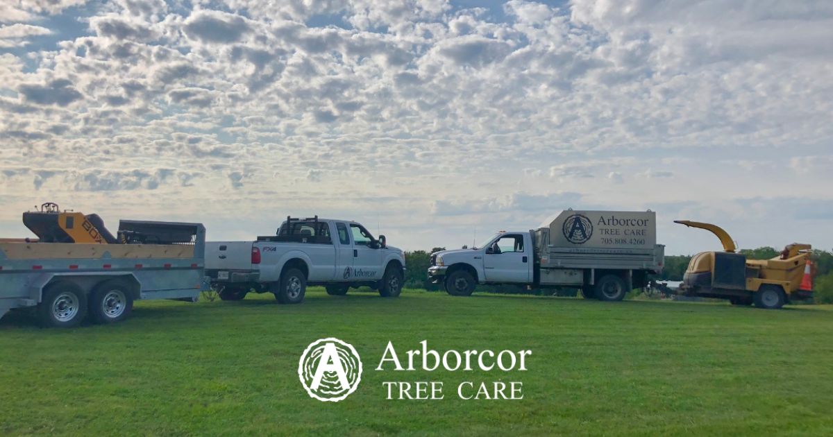 Arborcor Tree Care | We Are Professional Arboriculture