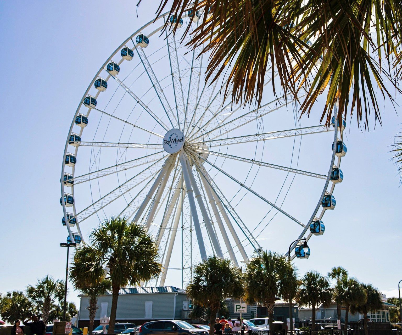 A large ferris wheel is surrounded by palm trees