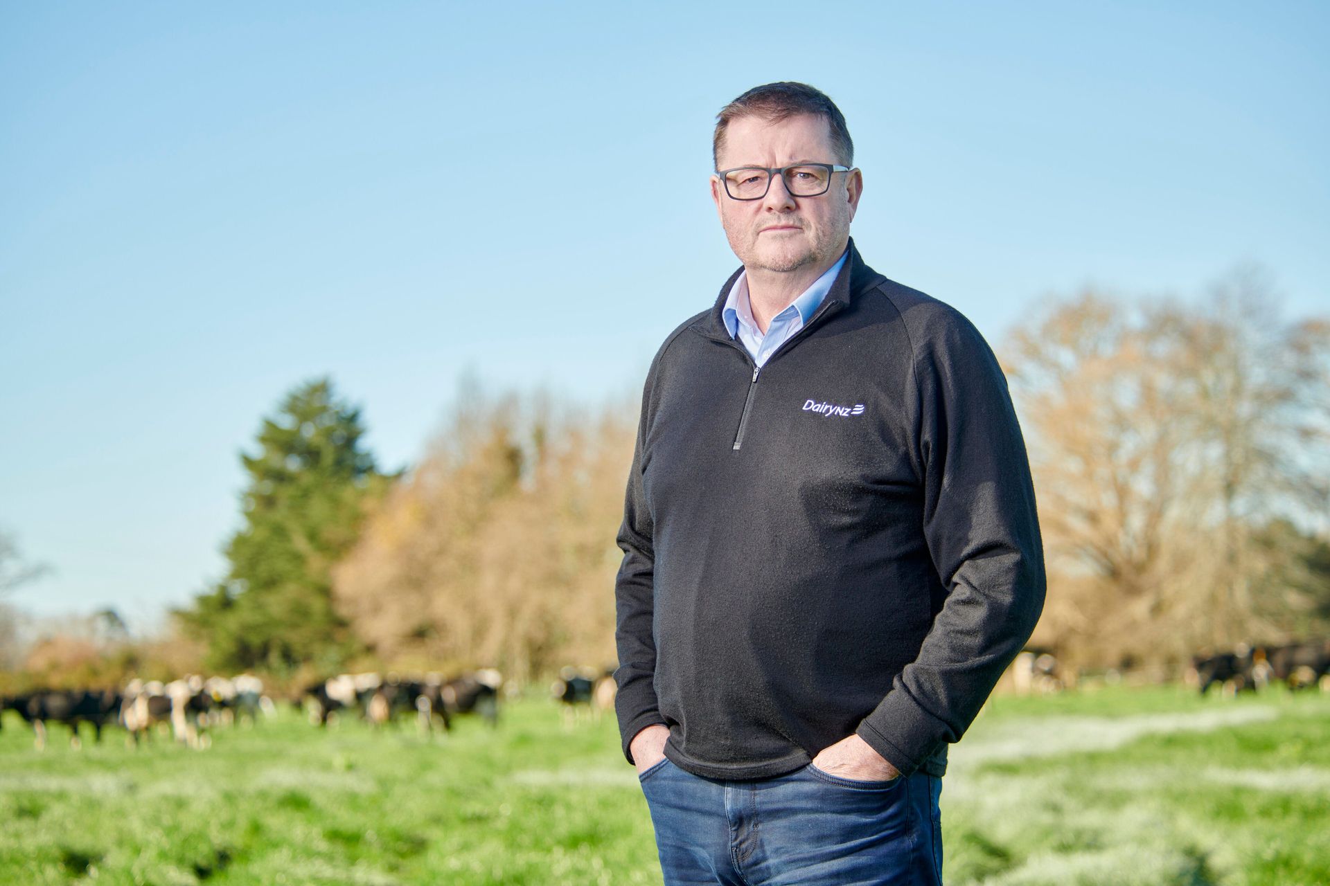 Man in a black sweater and jeans stands in a field with cows.