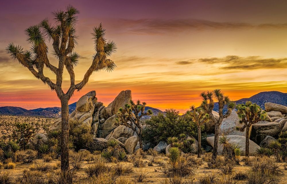 A sunset in the desert with a joshua tree in the foreground.