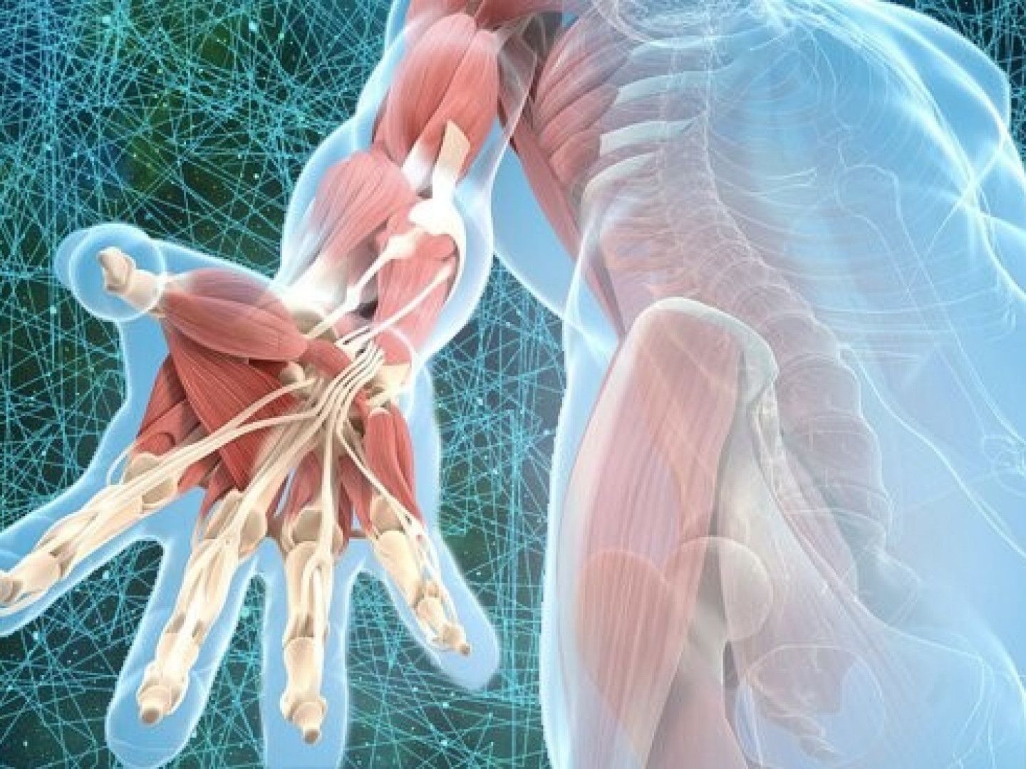 Human arm and hand muscles, anatomical illustration, transparent background, blue/red.