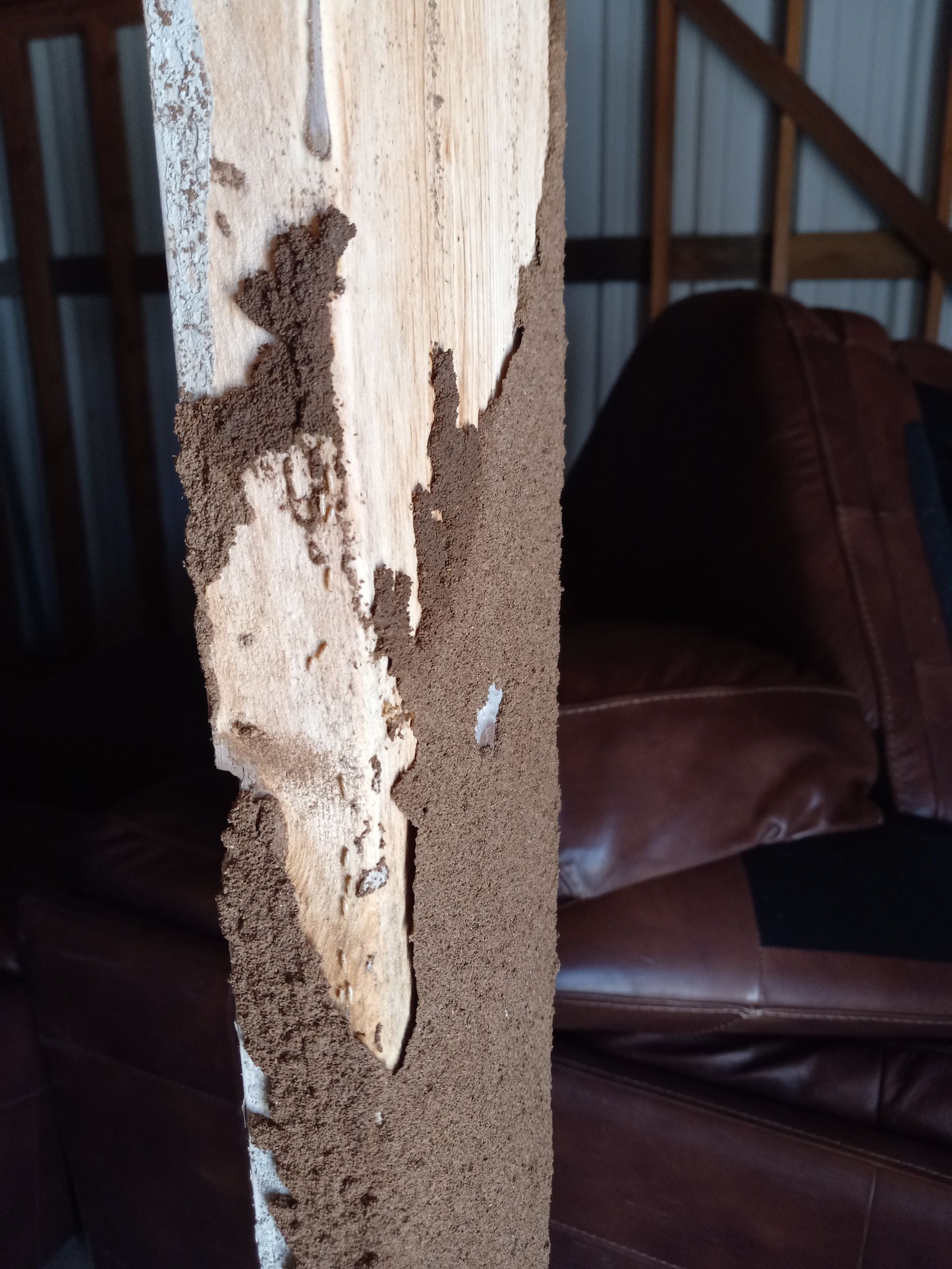 Termite damage on a wooden post inside a building, covered in mud tubes.
