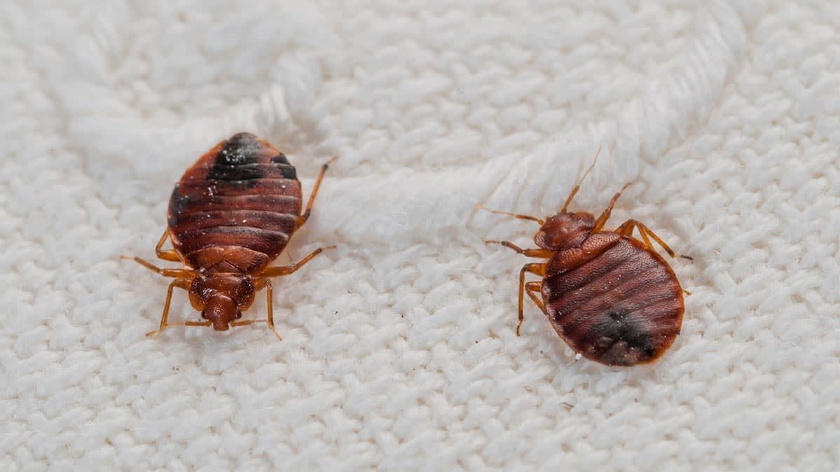 Two bed bugs on a white, textured surface. They are reddish-brown with segmented bodies.