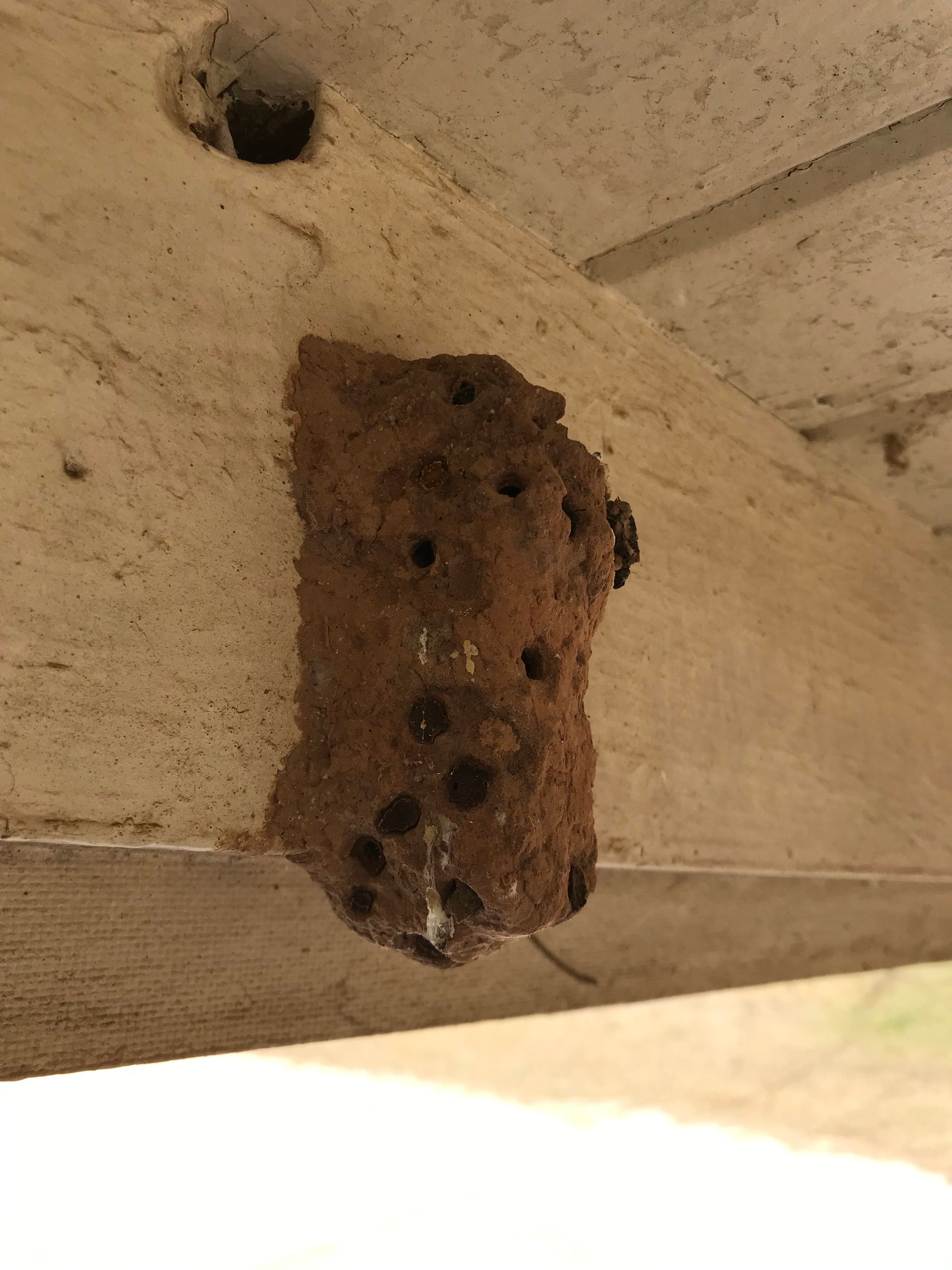 Brown mud dauber wasp nest attached to a white wooden beam with multiple holes.