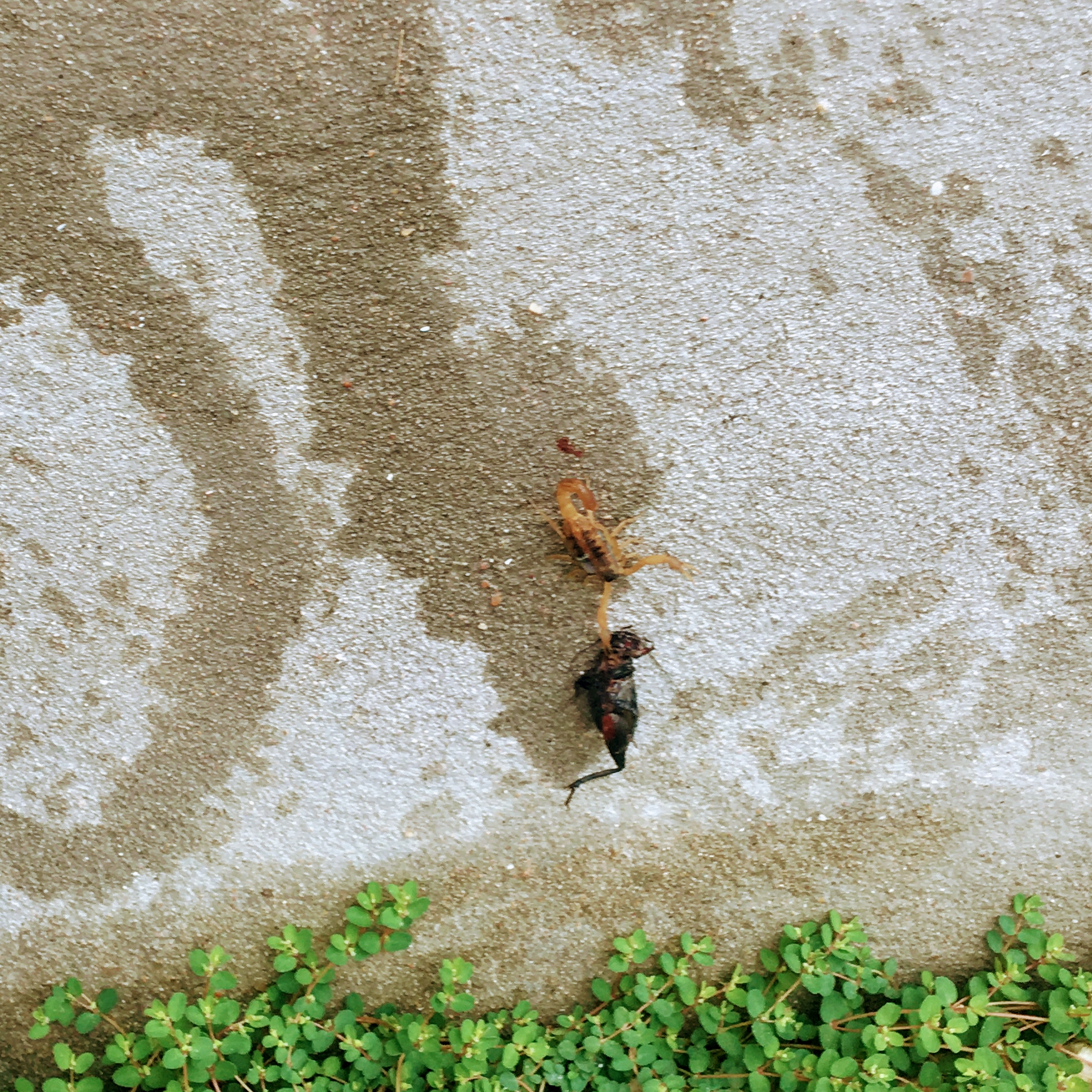 Two dead birds on wet concrete near green plants.