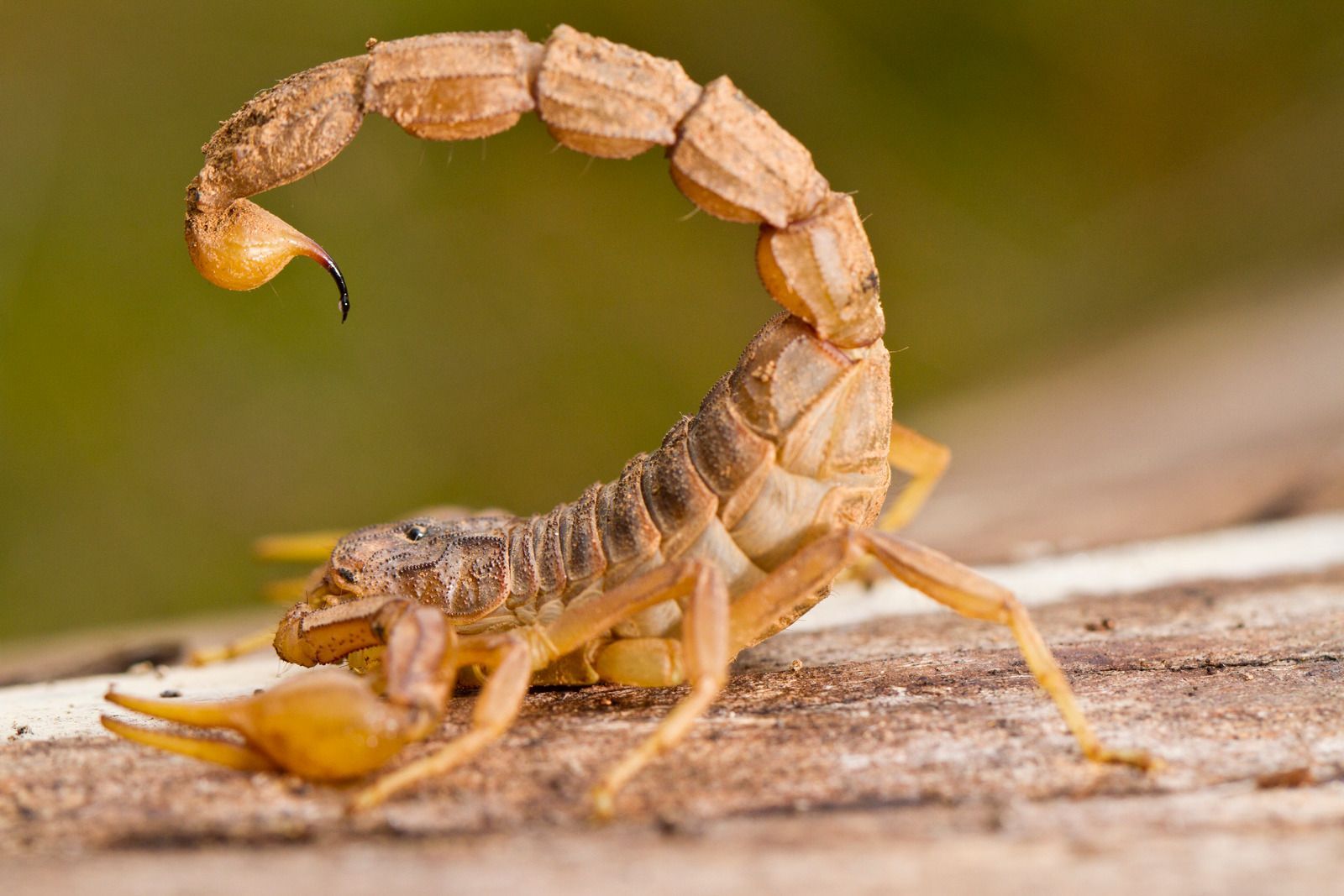 Scorpion with curled tail raised, tan with black stinger, on a wooden surface.