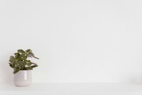 Small potted plant with green leaves on a white shelf against a white wall.