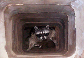racoon in Chimney Thomasville, NC