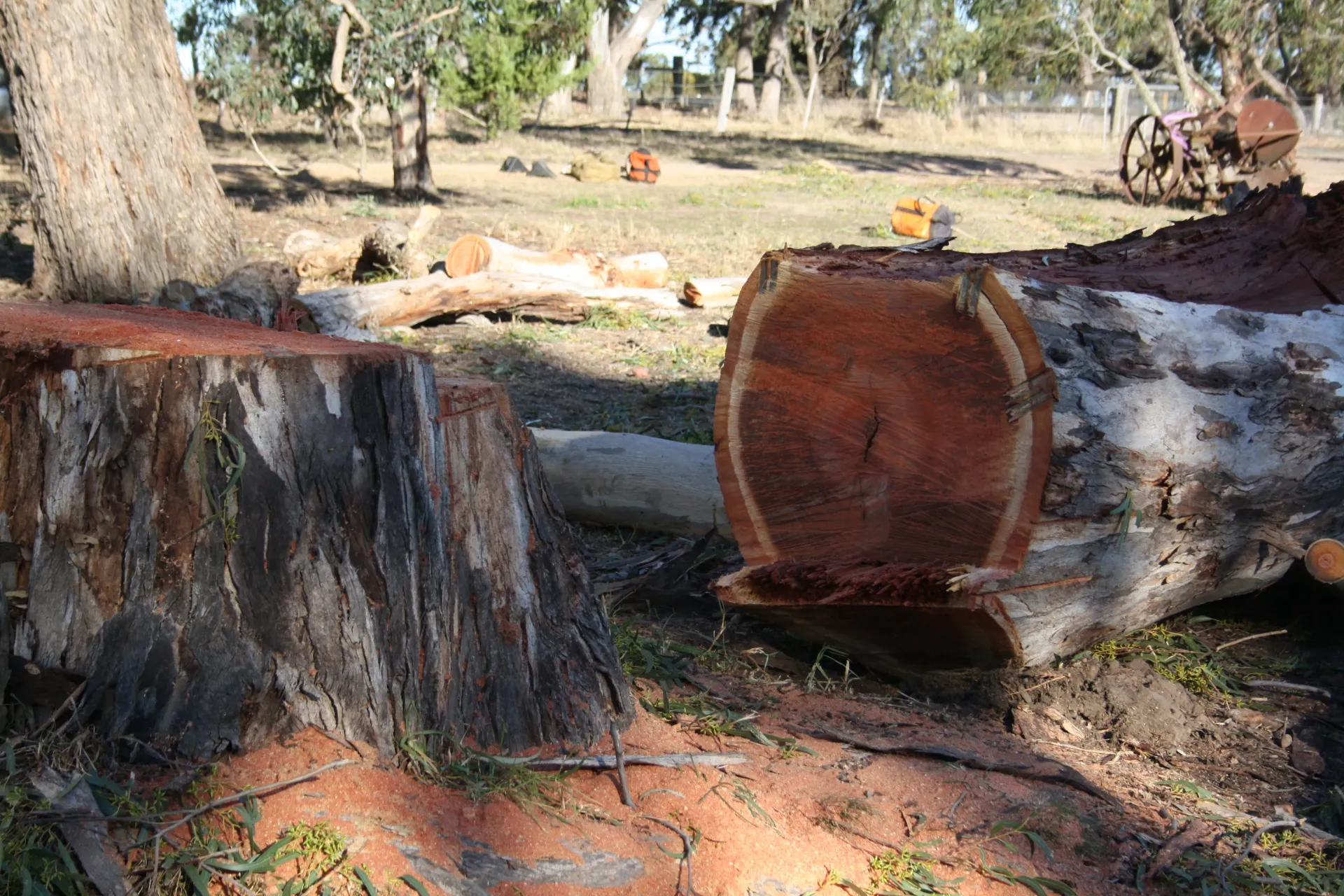 Large Tree Stump — Stratford, VIC — Regal Trees Pty Ltd