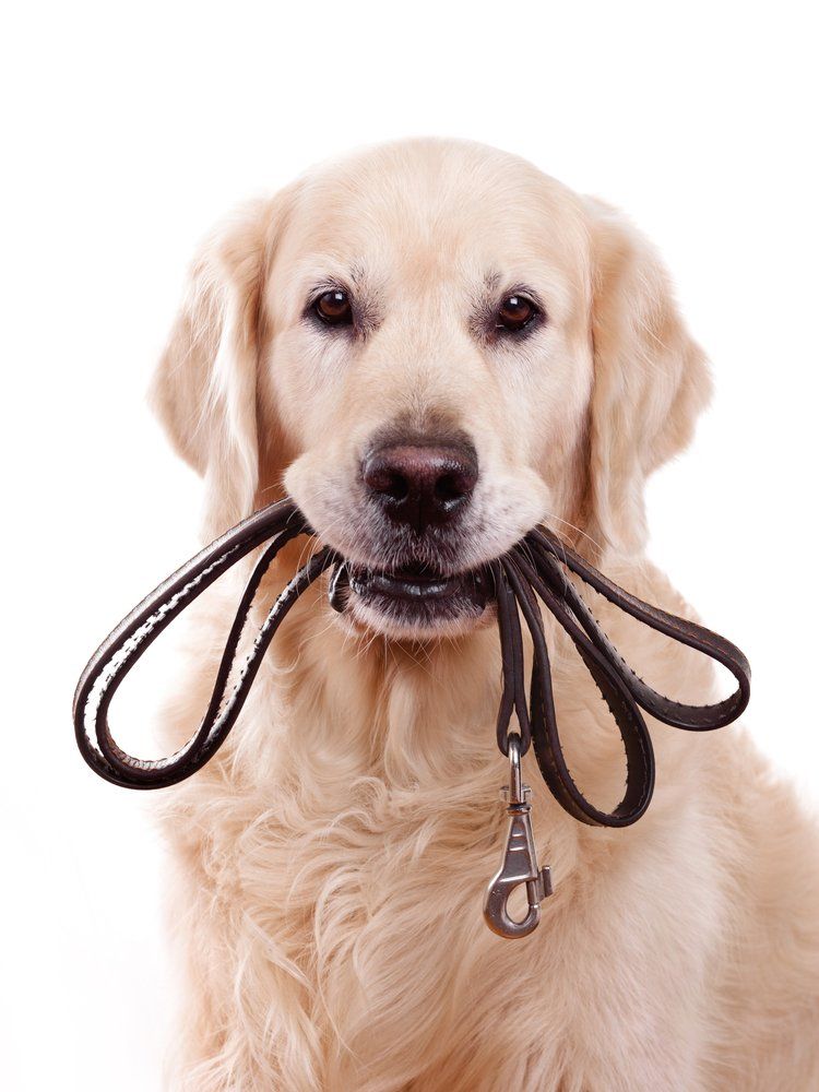 Golden Labrador Retriever Holding a Black Leash — Golf Course Veterinary Hospital in Taree, NSW
