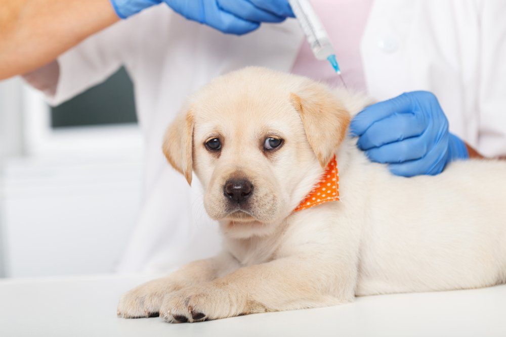 Puppy with Orange Bandana Getting a Vaccine — Golf Course Veterinary Hospital in Taree, NSW