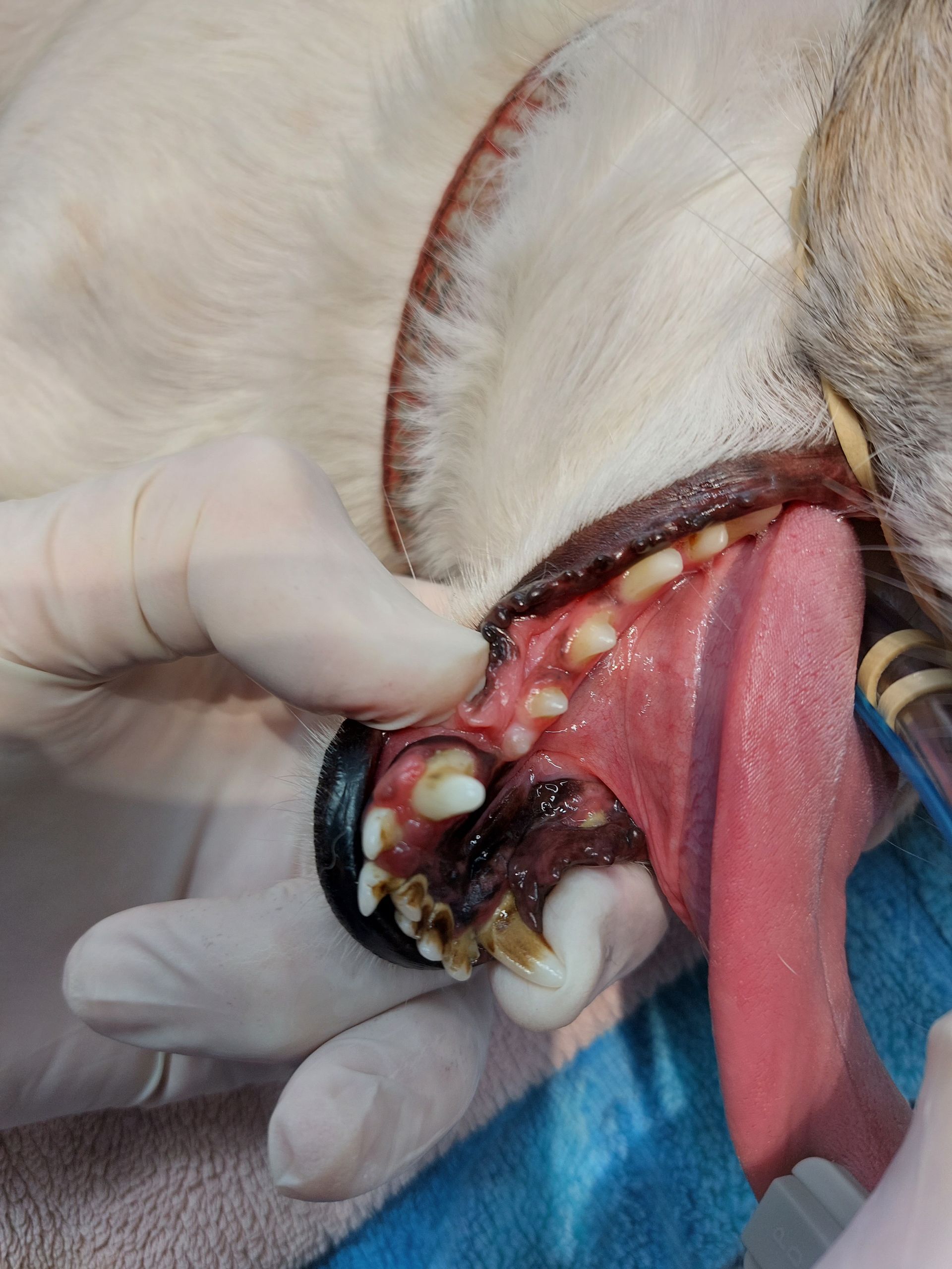 Vet Checking Dog's Teeth — Golf Course Veterinary Hospital in Taree, NSW