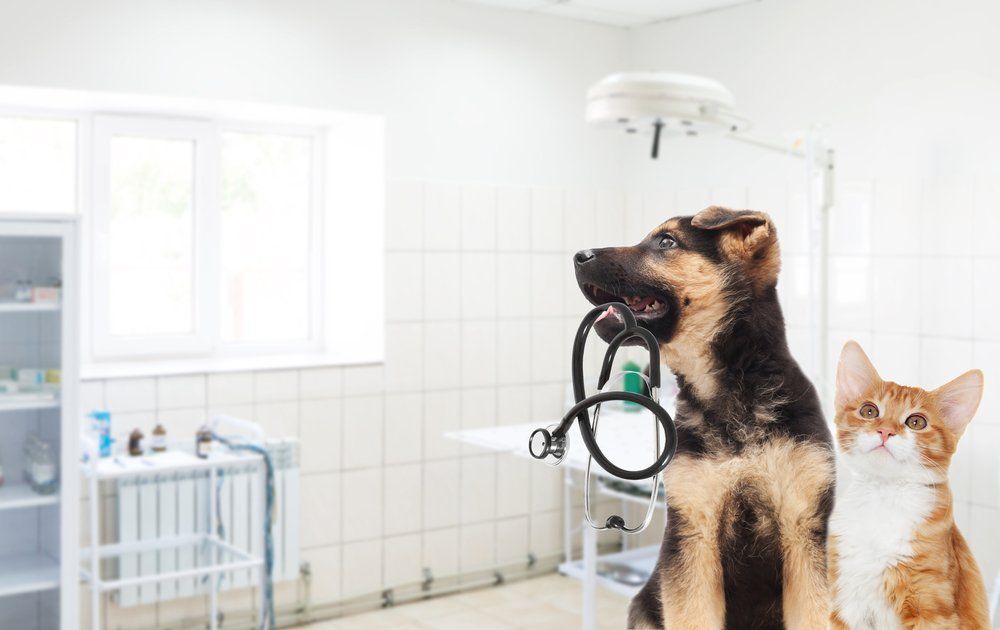 Cat and Dog inside Veterinarian's Clinic — Golf Course Veterinary Hospital in Taree, NSW