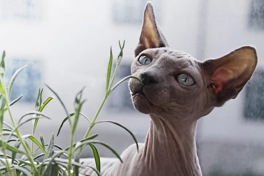 Sphynx Sniffing Indoor Plant — Golf Course Veterinary Hospital in Taree, NSW
