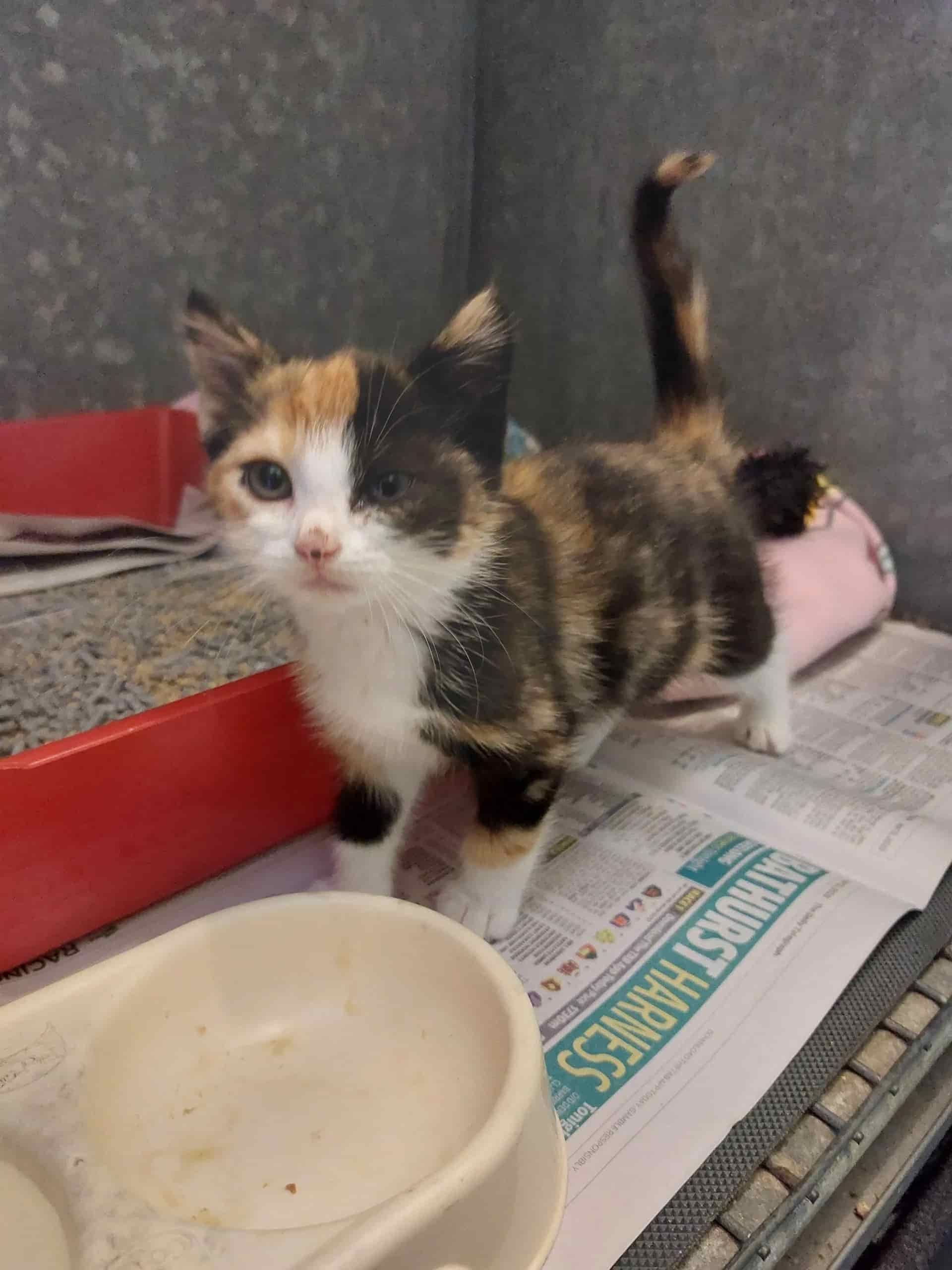 A Calico Kitten Is Sitting on A Newspaper Next to A Bowl of Food — Golf Course Veterinary Hospital in Taree, NSW